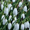 Galanthus nivalis - abriachan nurseries